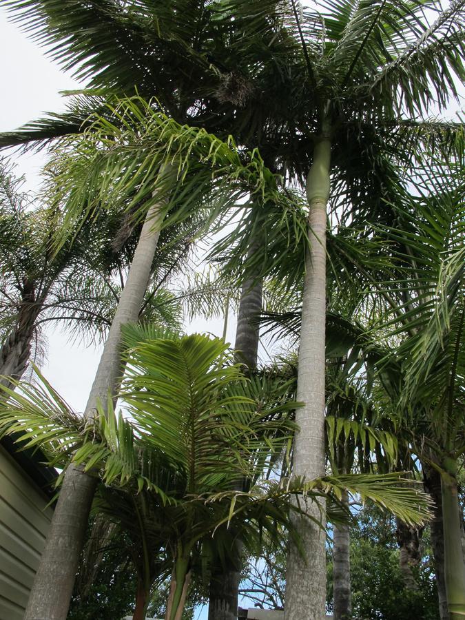 Melaleuca Caravan Park Port Macquarie Exterior photo